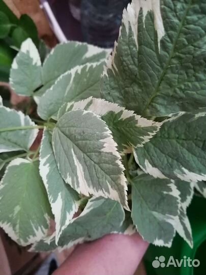 Сныть декоративная