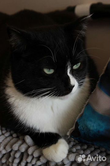 Кошка Мышка