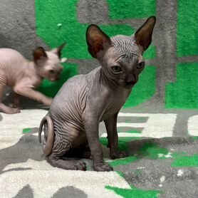 Канадский сфинкс котенок