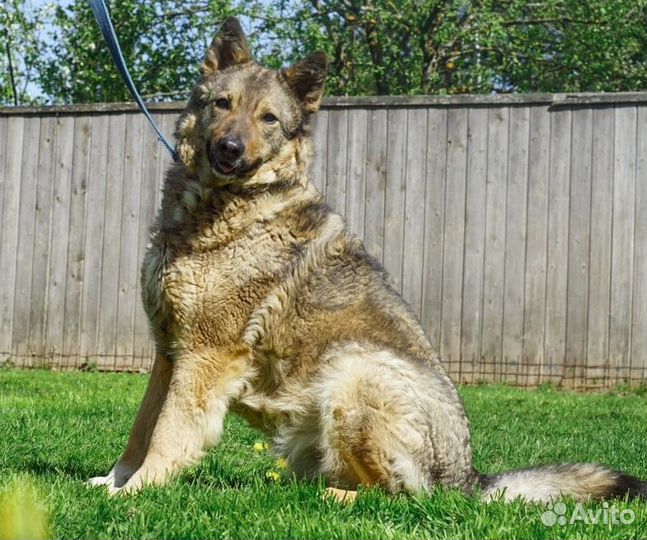 Собака Гермиона в добрые руки