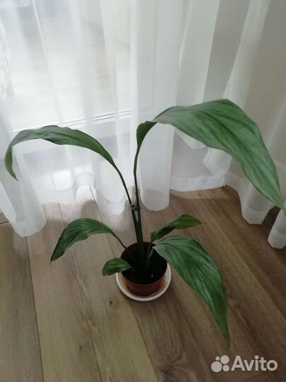 Спатифиллум королевский сортовой, сильвер