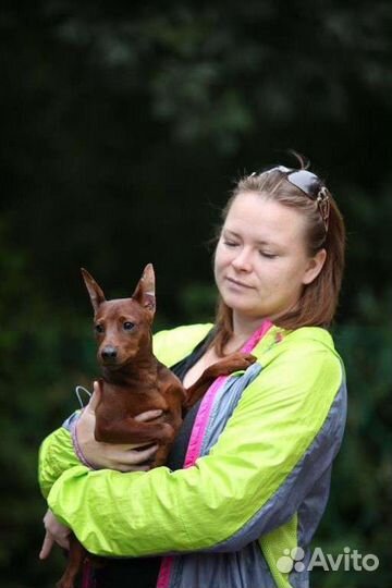 Передержка собак