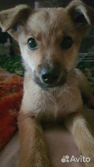 Щенки ищут дом