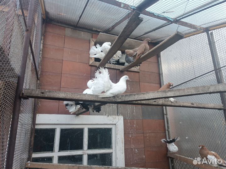 Голуби павлины