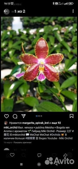 Орхидея фаленопсис