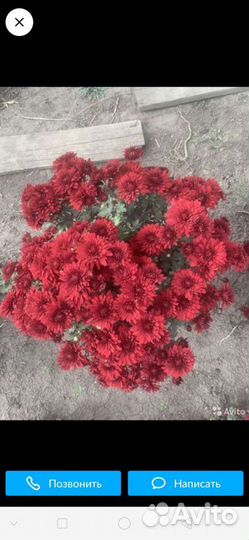 Хризантема низкорослая