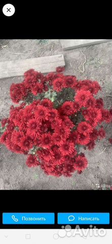 Хризантема низкорослая