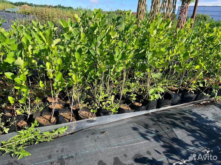 Саженцы Яблонь/Груш/Сливы/Виши/Малины/Смородины