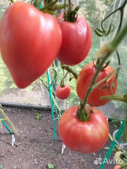 Семена томатов