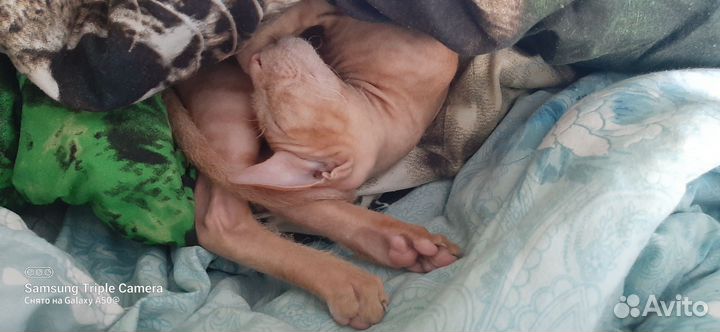 Кот сфинкс браш