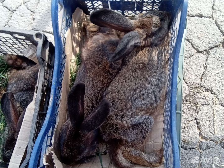 Кролики великаны