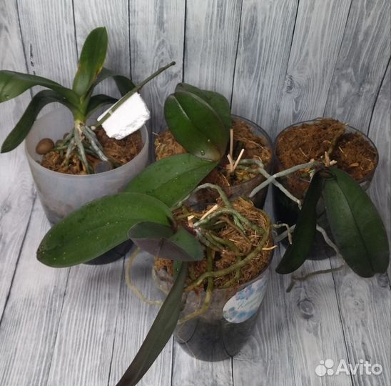 Орхидея фаленопсис