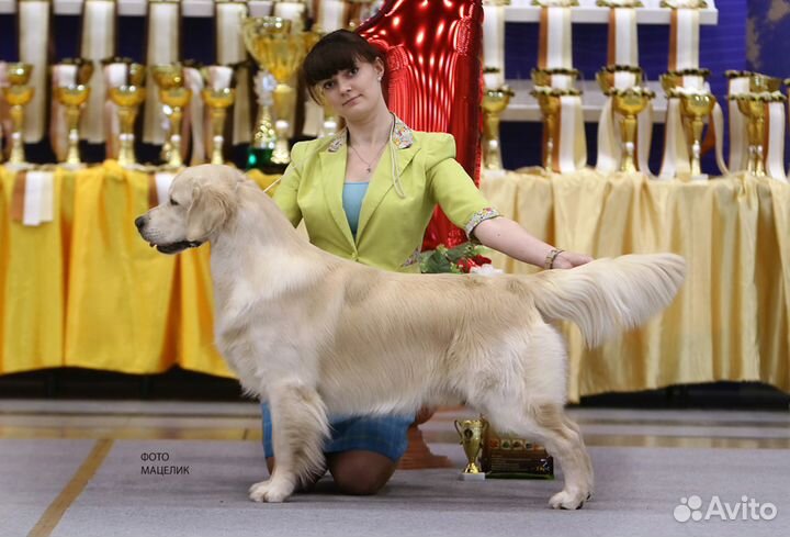 Услуги профессионального хендлера, спб