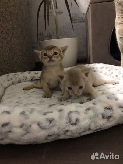 Абиссинские котята