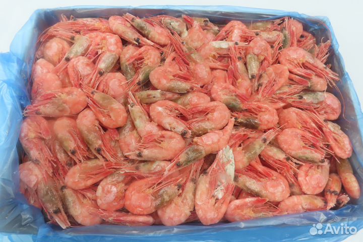 Креветка Северная 70+