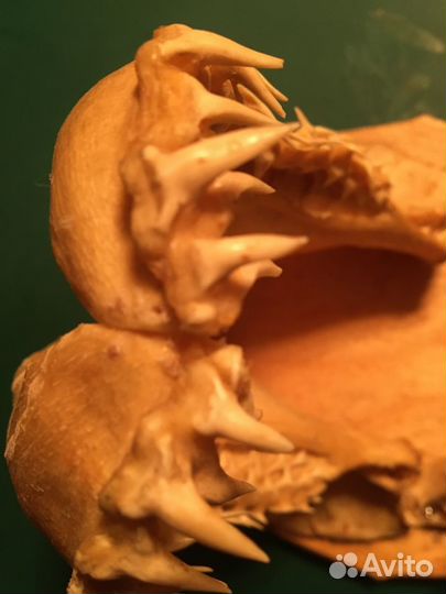 Челюсть акулы