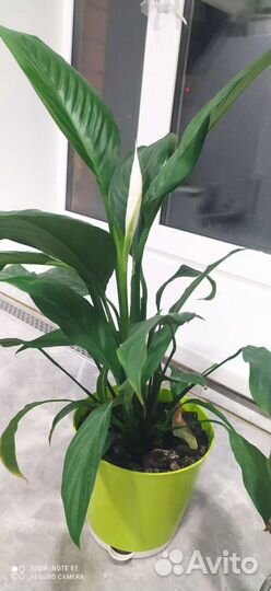 Спатифиллум цветущий отростки