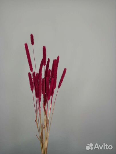 Сухоцвет флум / сухоцветы для дома