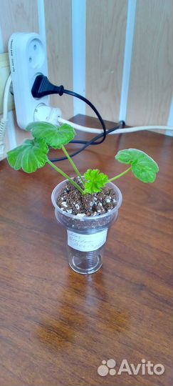 Пеларгония Millfield Gem