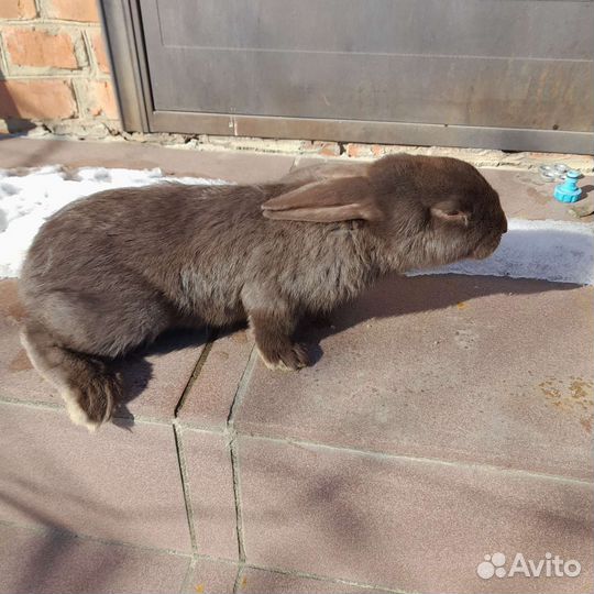 Кролики