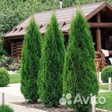 Туя смарагд 1,7