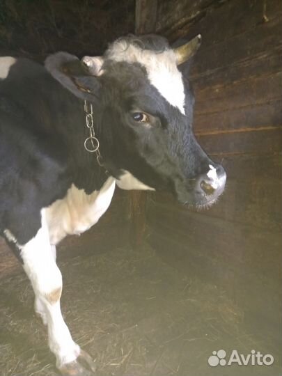 Телочки живьём