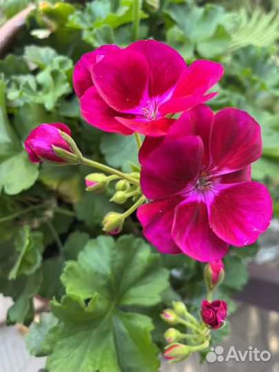 Пеларгония герань