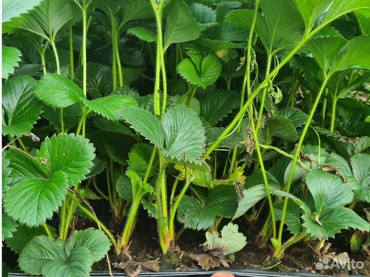 Саженцы клубники зкс – сорт «Сирия»