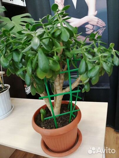 Крассула толстянка