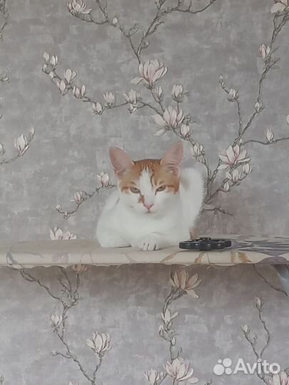 Кошка