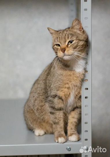 Кошечка Мишель в хорошую семью бесплатно