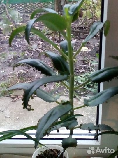 Каланхоэ лечебный