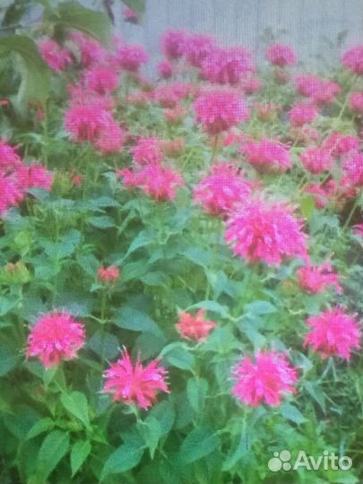 Монарда и хосты - многолетники