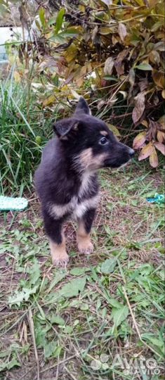 Отдам в добрые руки