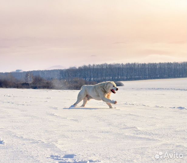 Вязка