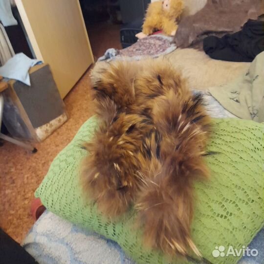 Шкурки енота