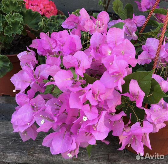 Бугенвиллия