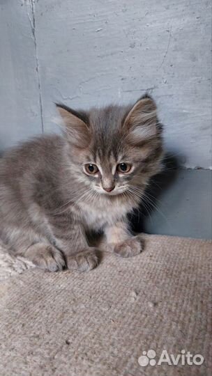 Дымчатая кошка