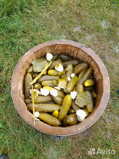 Огурцы бочковые