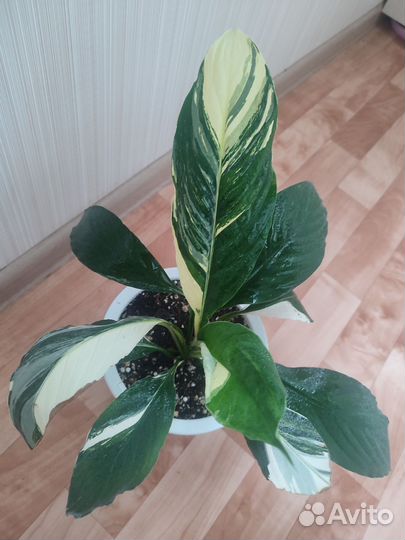 Спатифилум Сани сайз