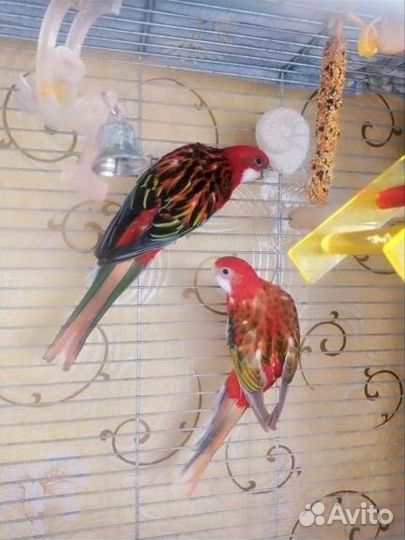 Сформированная пара розелл