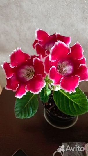 Комнатные цветы глоксиния