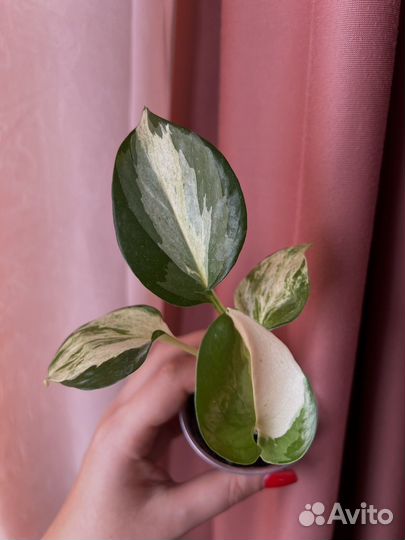 Сциндапсусы Эпипремнумы