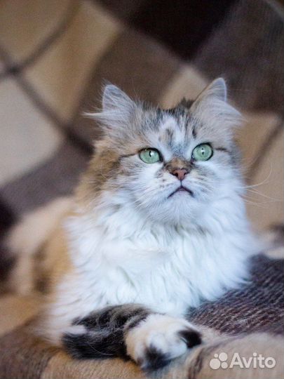 Кот Василий ищет дом