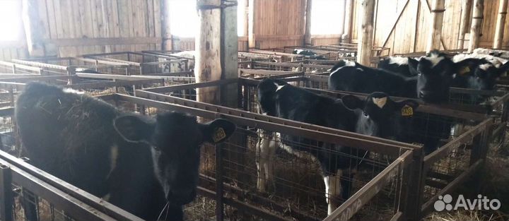 Холмогоры Голштины Бычки Тёлки