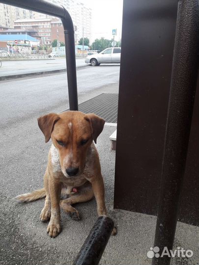 Собака в добрые руки