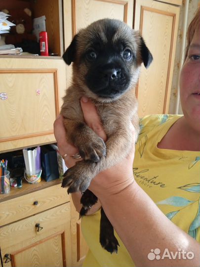 Щенок той-терьер