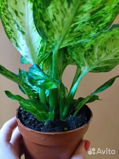 Диффенбахия Ами