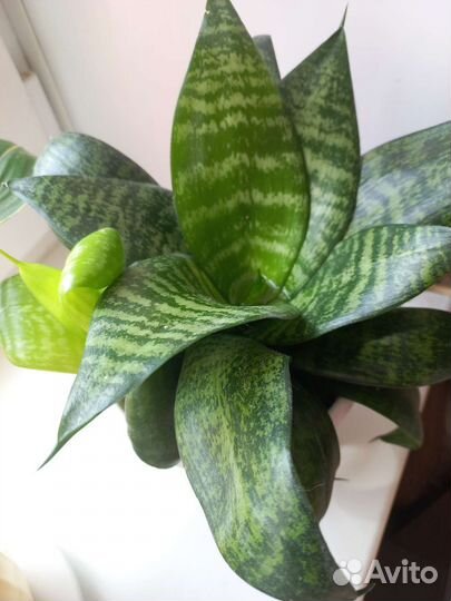 Сансевьера сорт Ханни,Сансевиерия