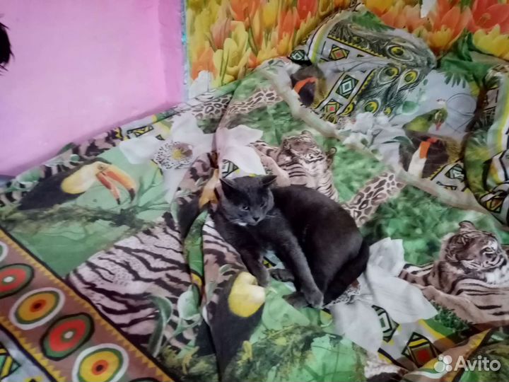 Котики бесплатно